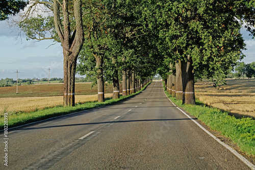 A scenic summer road between trees in Kaliningrad region in Russia