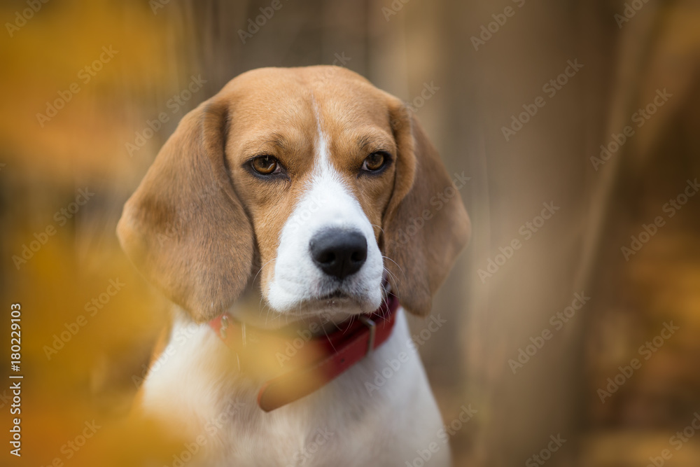Beagle Beagle dog portrait in the autumn forest
