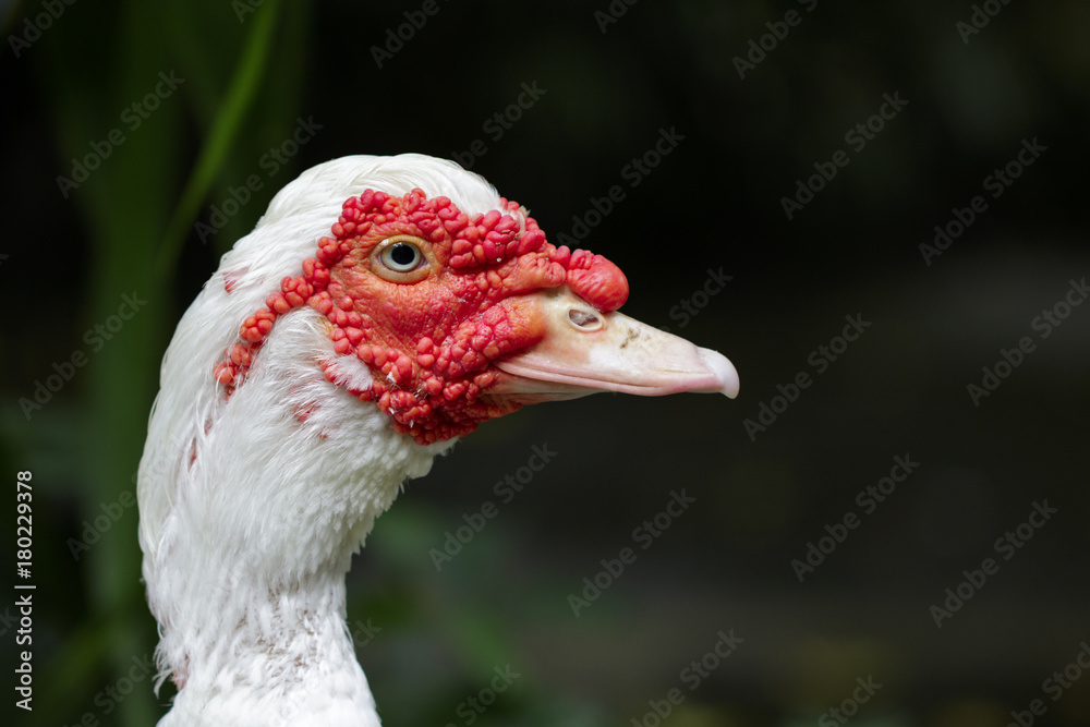 Image of Musky duck or indoda, Barbary duck with red nasal corals ...