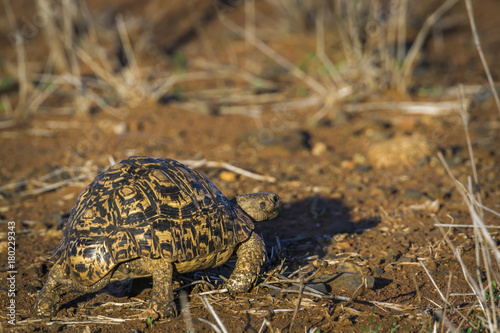 Leopard tortoise in Kruger National park, South Africa