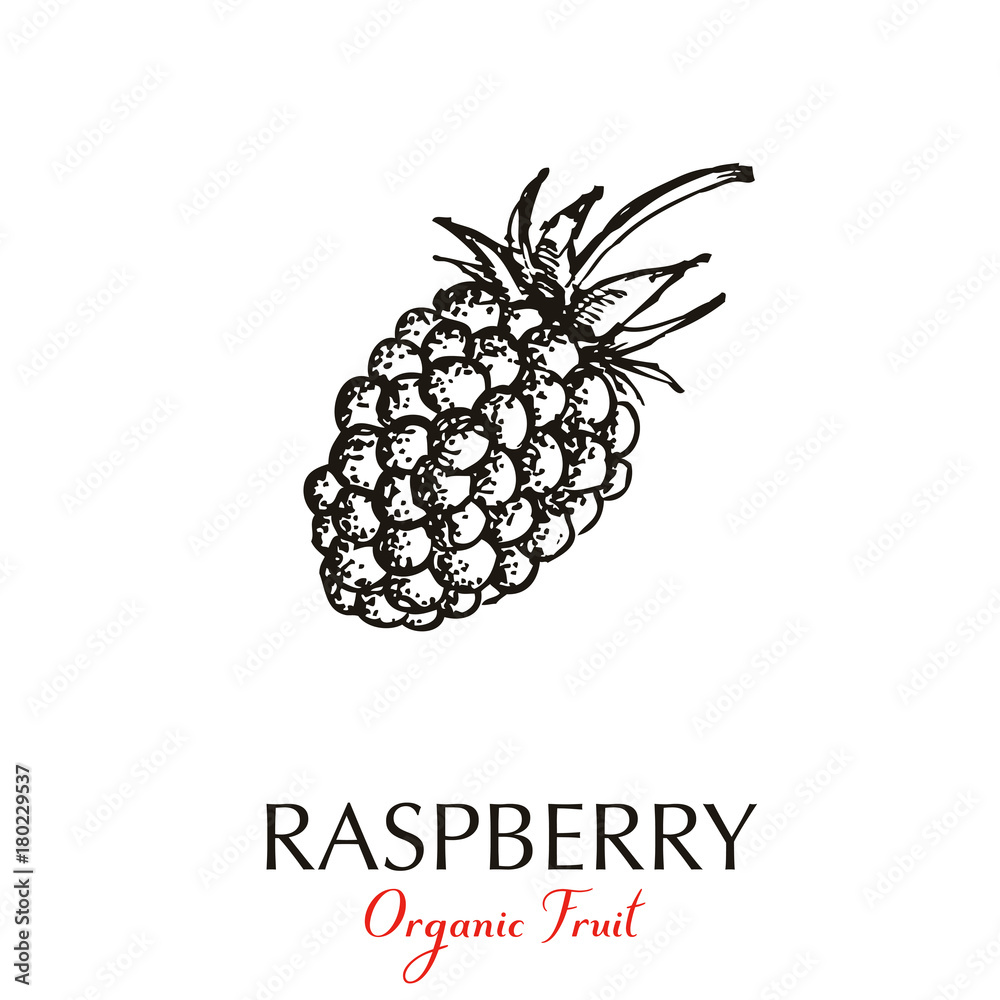 Raspberry hand drawn Raspberry hand drawn