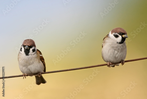 Two tree sparrow sits on the wire isolated on bicolor blurred backround