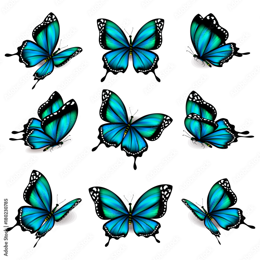 beautiful blue butterflies, isolated on a white beautiful blue butterflies, isolated on a white