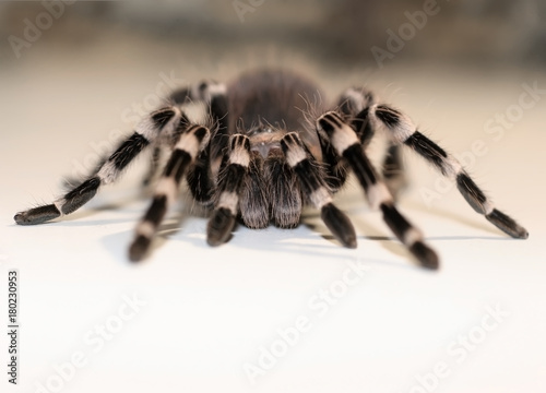 Close up view on the big spider Tarantulas