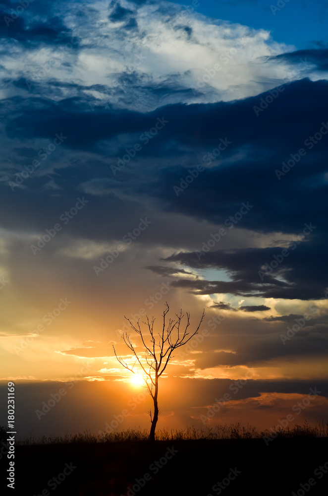 Obraz premium beautiful sunset with dramatic sky and one bare tree