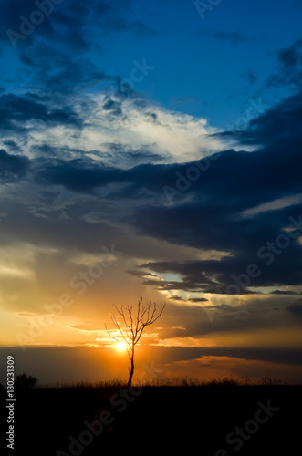 beautiful sunset with dramatic sky and one bare tree