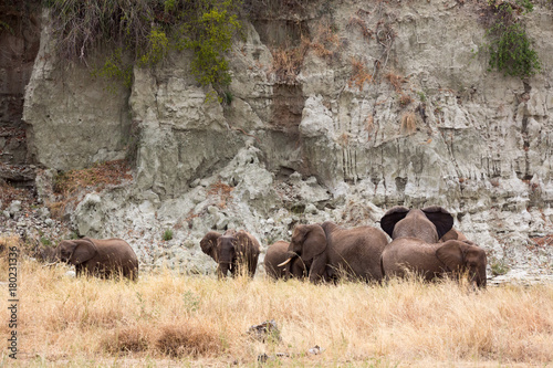 Elefantenherde in der Savanne Tansanias