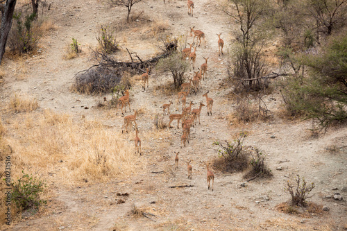 Impalas  Aepyceros 