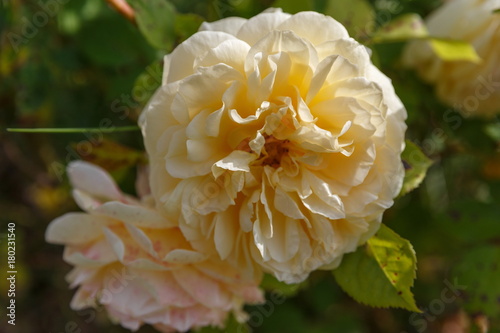 Blooming yellow orange English roses in the garden on a sunny day. Rose 'Graham Thomas'.