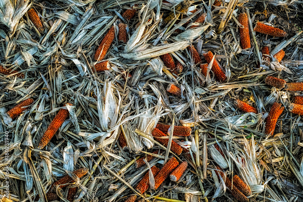 Leftover corn cob after threshing. Leftover corn cob after threshing.