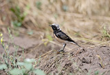 Adult  pied wheatear sits on the ground (Oenanthe pleschanka) in natural habitat