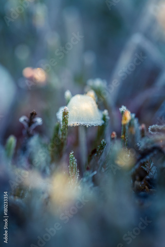 Small frozen mushroom with ice crystals in a swamp in morning lights. Closeup with a shallow dept of field.