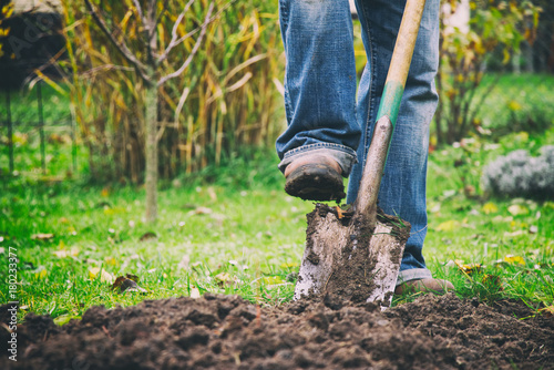 Gardener digging in a garden with a spade. Man using a big shovel for digging old lawn. 