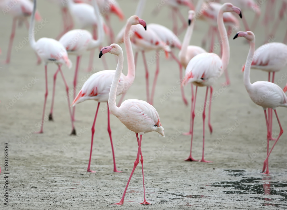 Flock of pink flamingos on the shore