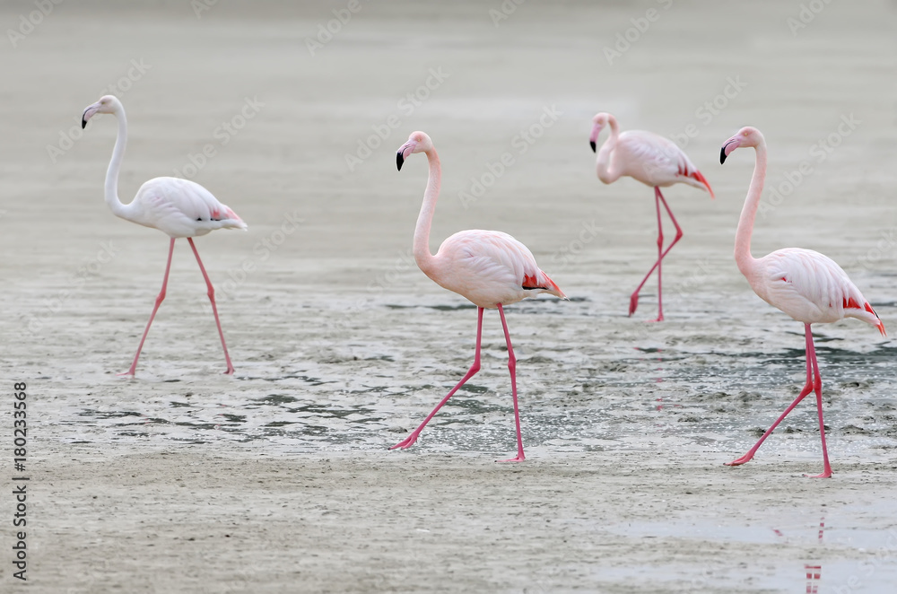 Four pink flamingos walking on the sand