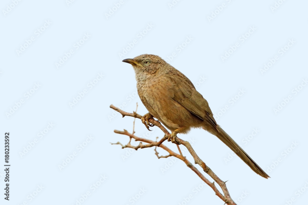 Middle size photo of an Arabian babbler (Turdoides squamiceps) isolated on light blue background Middle size photo of an Arabian babbler (Turdoides squamiceps) isolated on light blue background