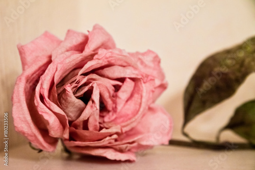 Close-up of a dry pink rose on the table with blurred background