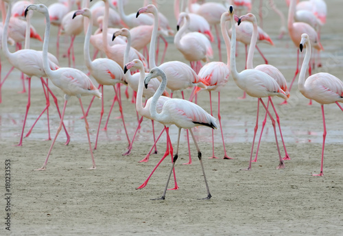 A large flock of pink flamingos feeding on the shore © VOLODYMYR KUCHERENKO