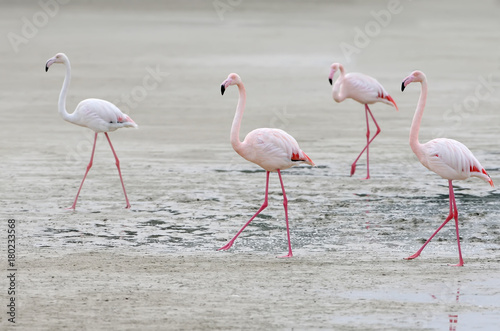 Four pink flamingos walking on the sand