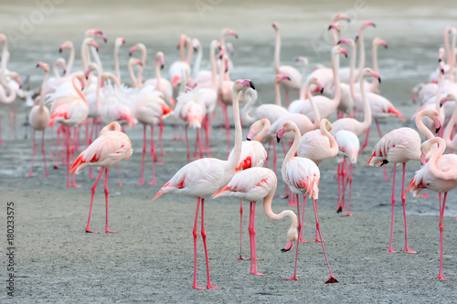 A large flock of pink flamingo feeding on the shore © VOLODYMYR KUCHERENKO