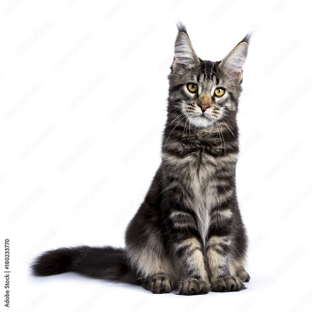 Black tabby maine coon cat kitten sitting up facing front isolated on white background