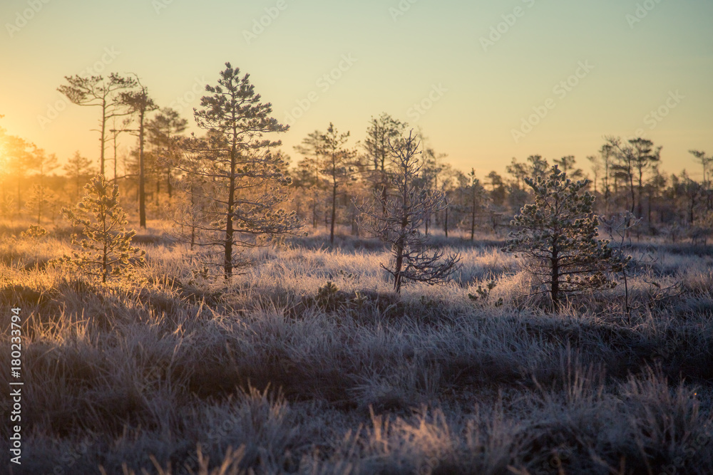 A beautiful morning landscape in a frozen swamp. Bright, colorful sunrise in frozen wetlands. Beautiful autumn scenery in Latvia.