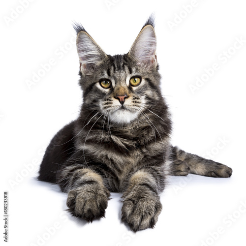 Black tabby maine coon cat kitten laying facing front isolated on white background © Nynke