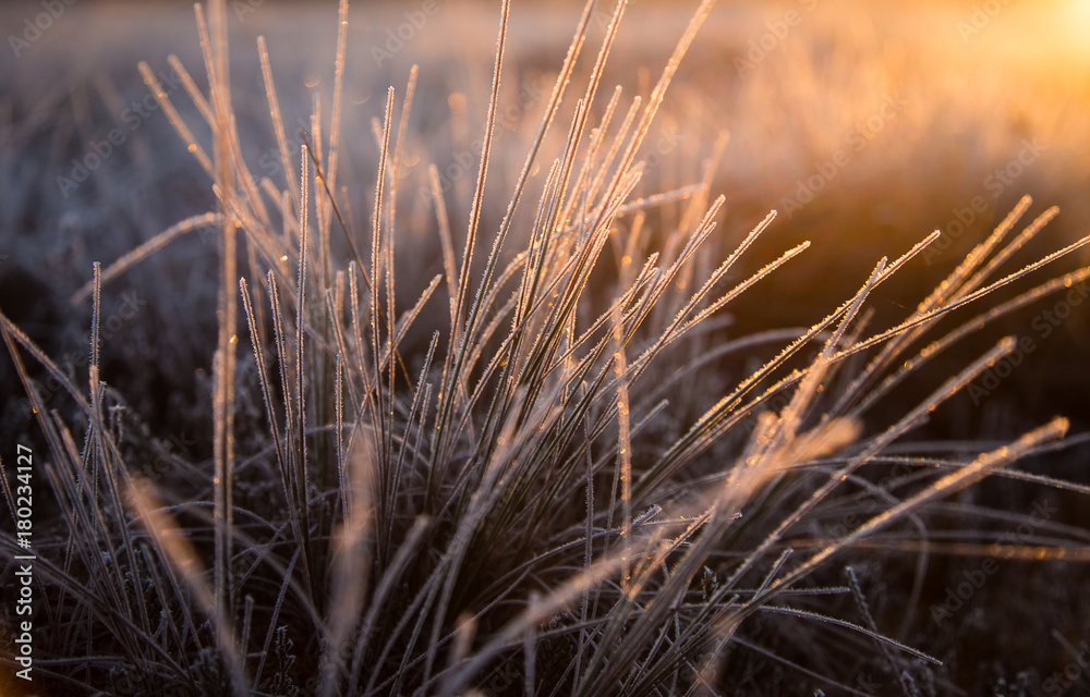 Fototapeta premium A beautiful frozen wetland grass in the morning light. Field of frozen sedge grass in swamp. Bright warm light on cold ground.