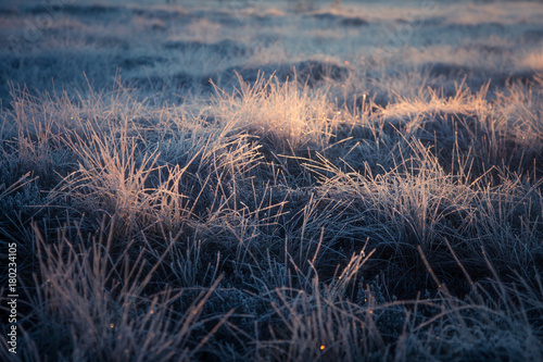 A beautiful frozen wetland grass in the morning light. Field of frozen sedge grass in swamp. Bright warm light on cold ground.