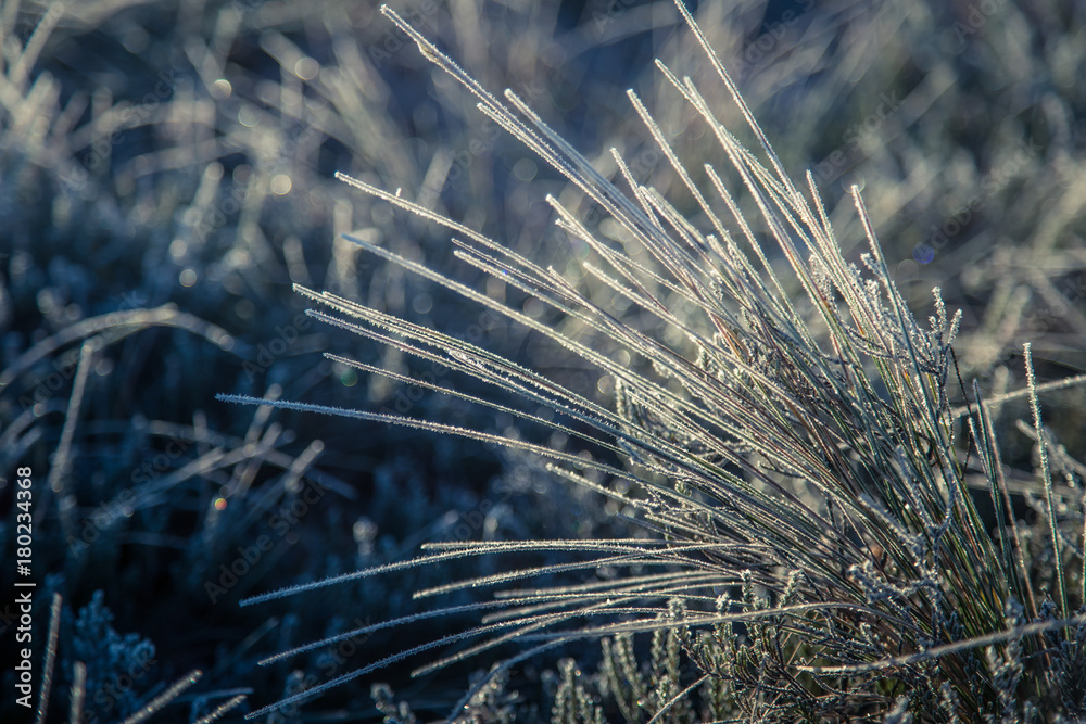 Fototapeta premium A beautiful closeup of a frozem sedge grass in wetlands. Icy grass in the morning light in fall. Swamp scenery in cold morning in Latvia.