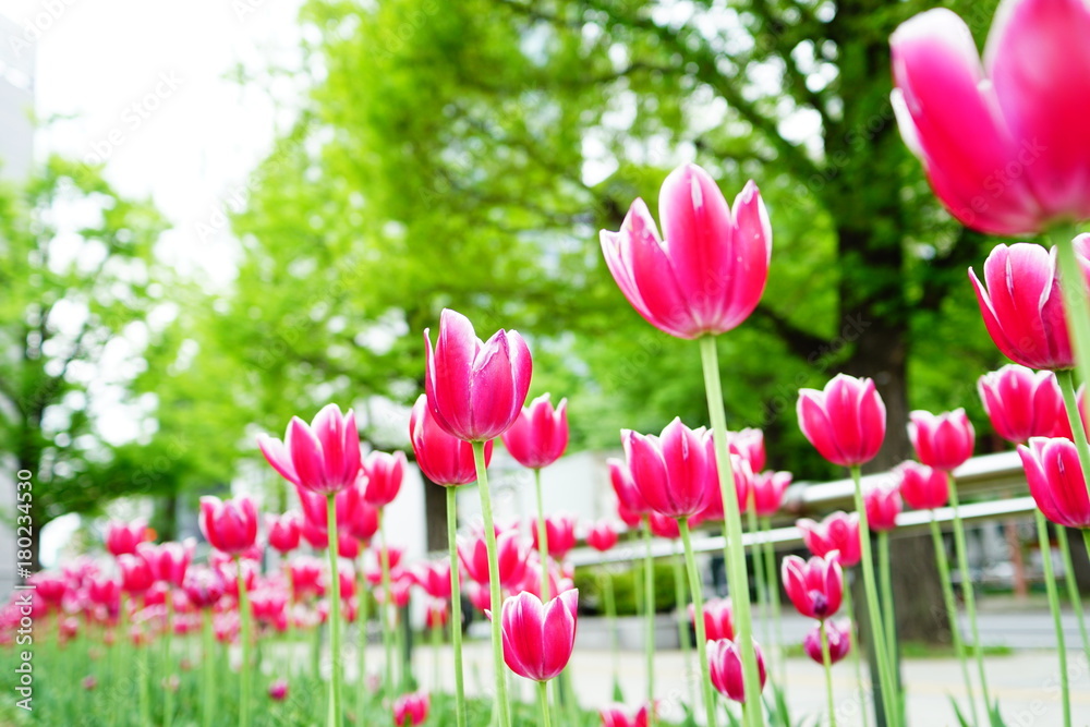 Fototapeta premium さわ