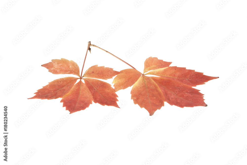 Obraz premium autumn leaves of grapes isolated on white background