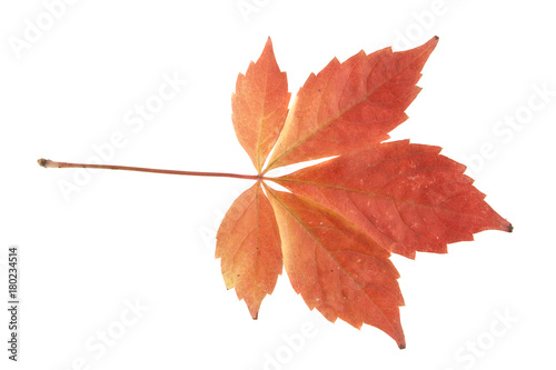 autumn leaves of grapes isolated on white background photo