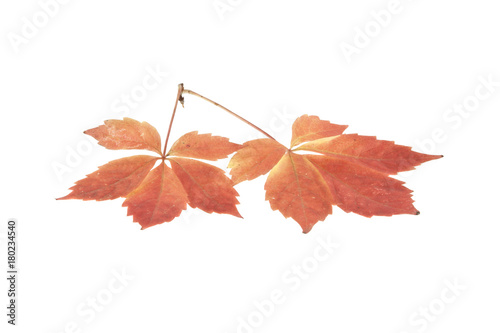 autumn leaves of grapes isolated on white background photo