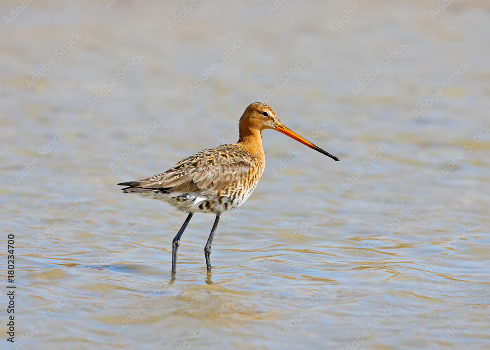 A picture of a black-tailed godwitstands in the water A picture of a black-tailed godwitstands in the water