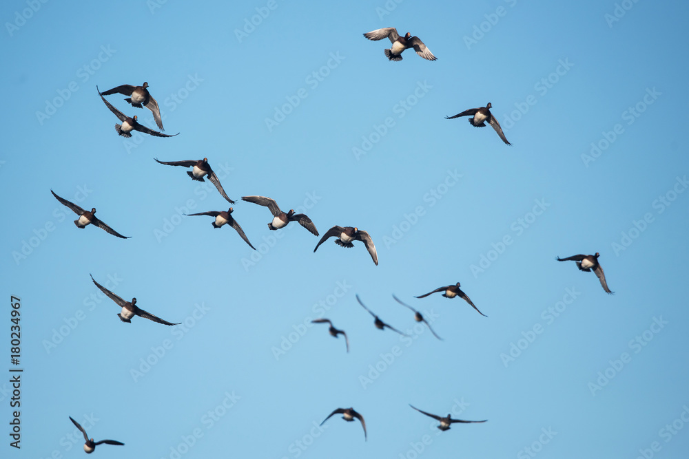 Obraz premium Eurasian Wigeon, Wigeon, Duck, Anas Penelope