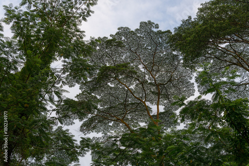 An unusual tree, a view from the bottom among the forest