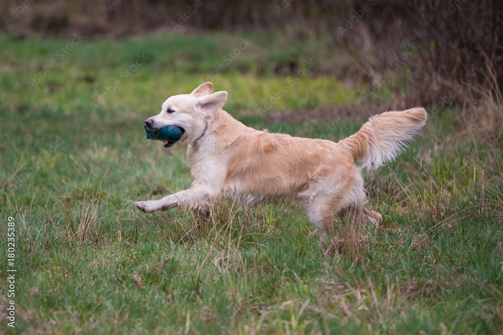 Dog on the run. Breed dog Golden Retriever Dog on the run. Breed dog Golden Retriever