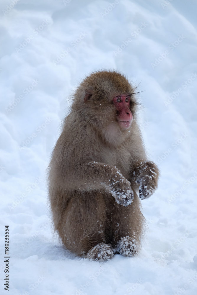 Fototapeta premium 長野県 地獄谷野猿公苑の日本猿