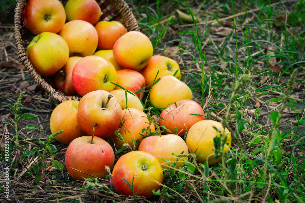 Harvesting juicy ripe apples in the garden