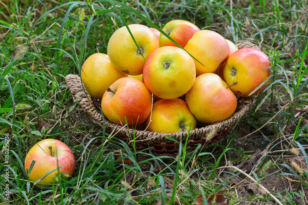 Harvesting juicy ripe apples in the garden Harvesting juicy ripe apples in the garden