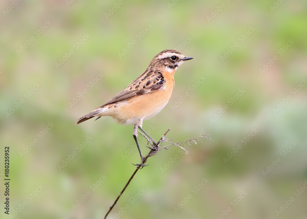 Close up portrait of  female whinchat (Saxicola rubetra) in breeding plumage isolated on blurry green background