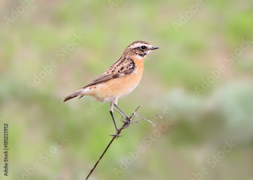 Close up portrait of  female whinchat (Saxicola rubetra) in breeding plumage isolated on blurry green background © VOLODYMYR KUCHERENKO