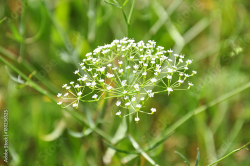 Gewöhnliche Sichelmöhre (Falcaria vulgaris) photo