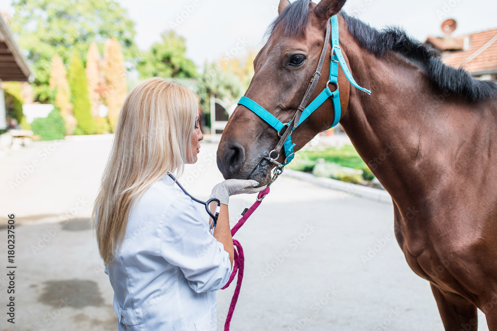 Obraz premium Veterinarian examining horse. 