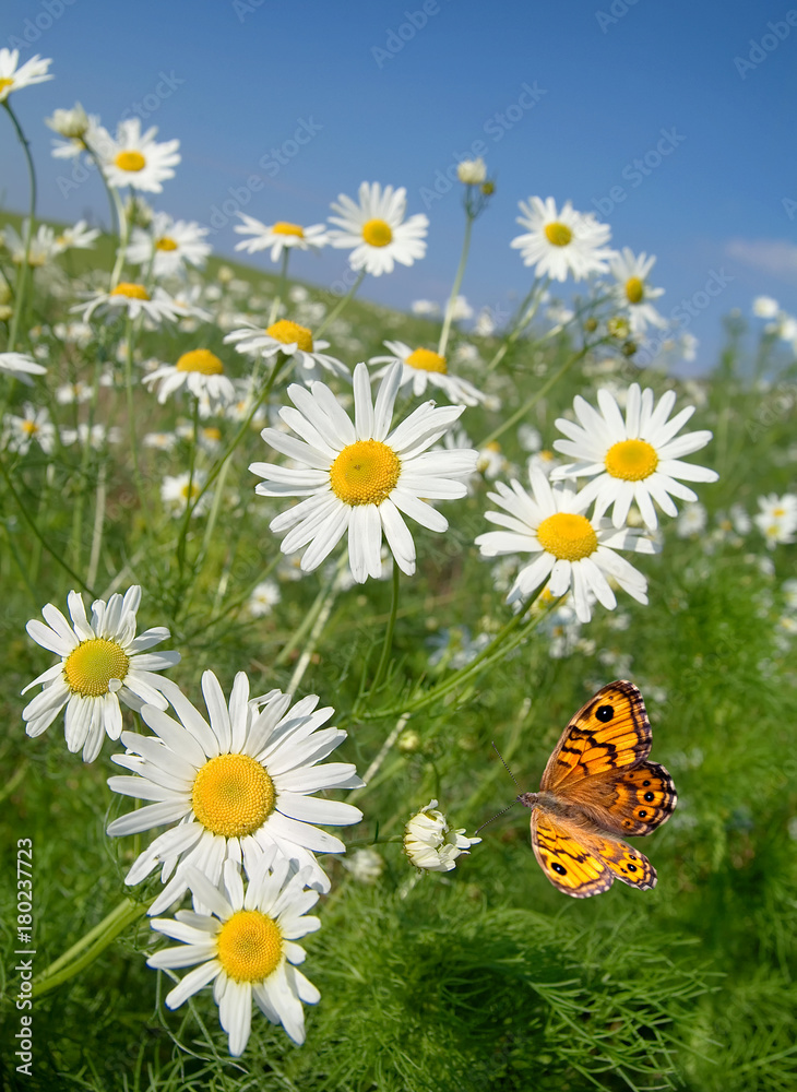 Obraz premium Sommer im Margeritenfeld