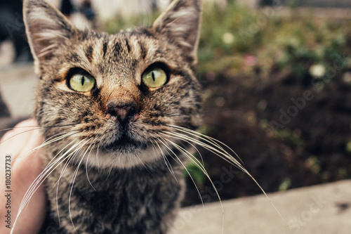 A homeless cat on the street with a burned nose wants to caress