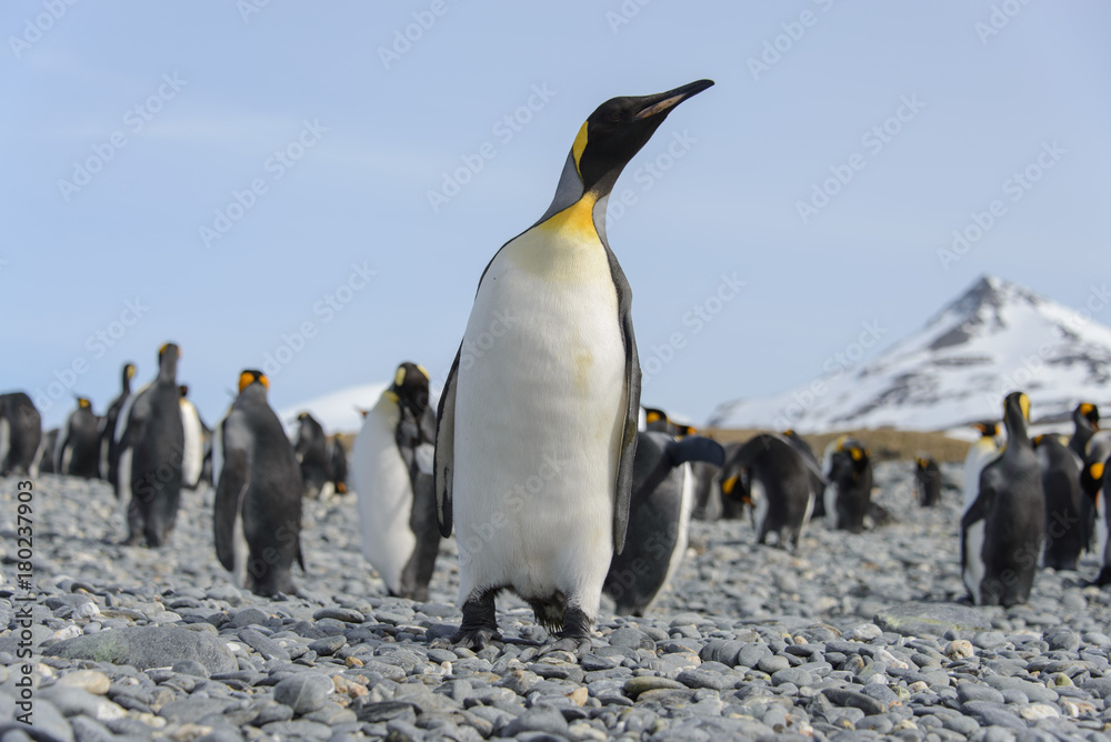 Fototapeta premium King penguin