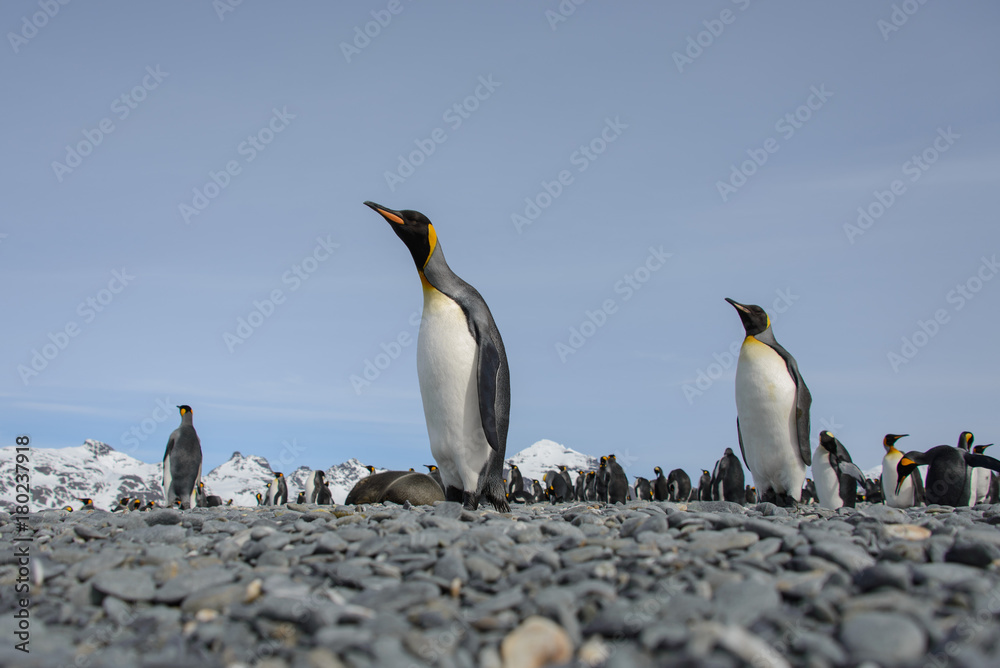 Fototapeta premium King penguin