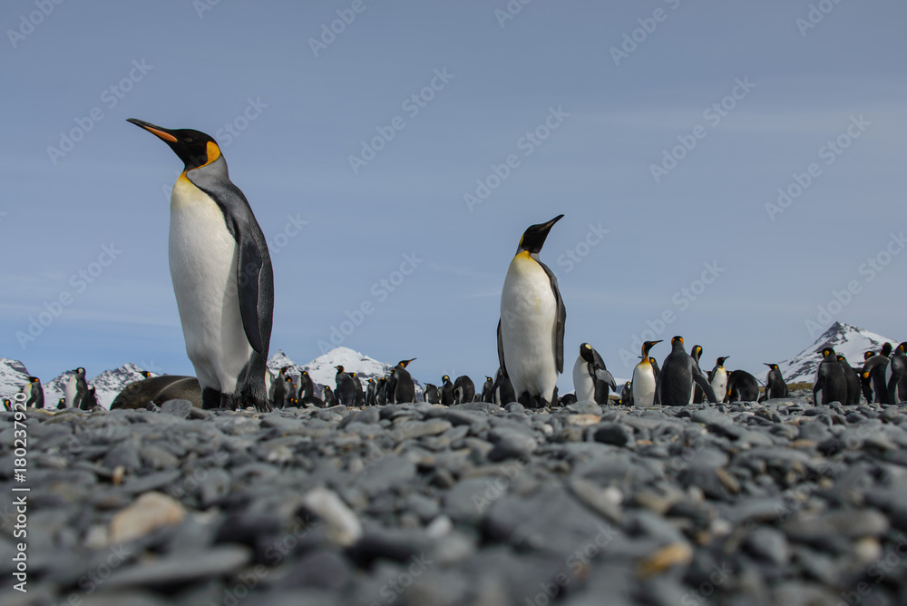 Fototapeta premium King penguin